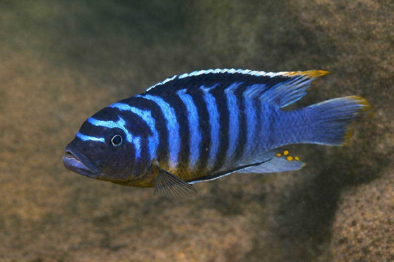 Maylandia fainzilberi 'Lion Point'